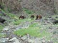 Steppe micro-climate in Yolyn Am.