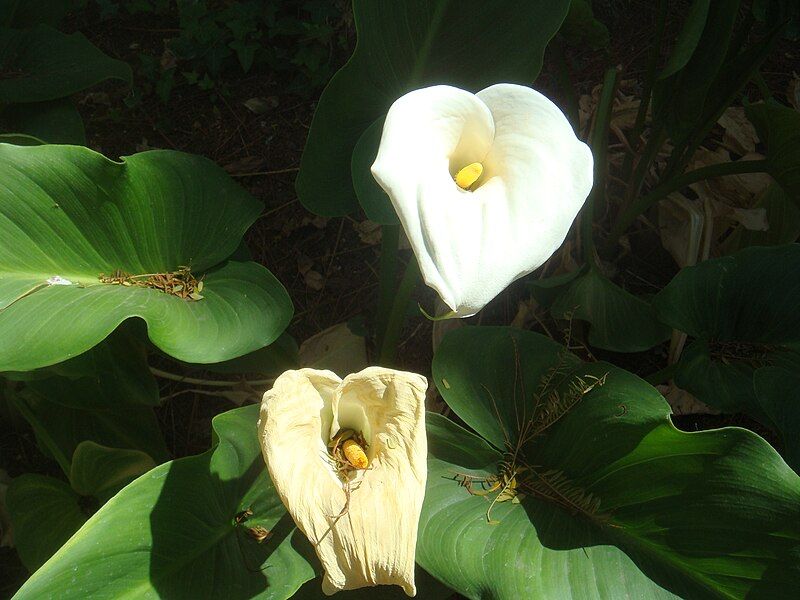 File:Zantedeschia-aethiopica-20080402.JPG