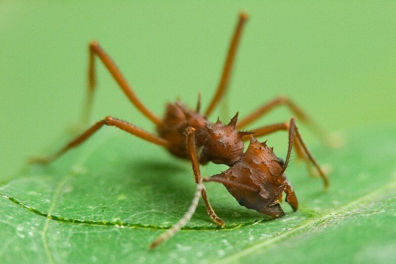 File:Acromyrmex octospinosus 02.jpg