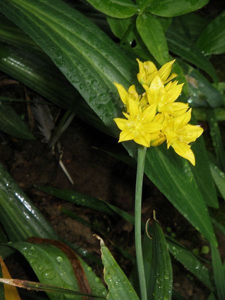 File:Allium moly01.jpg