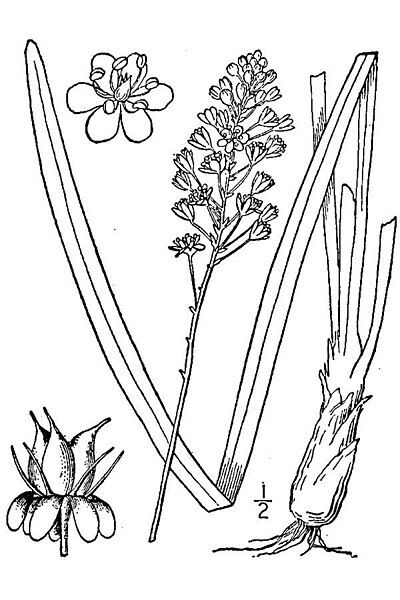 File:Amianthium muscitoxicum 001.jpg