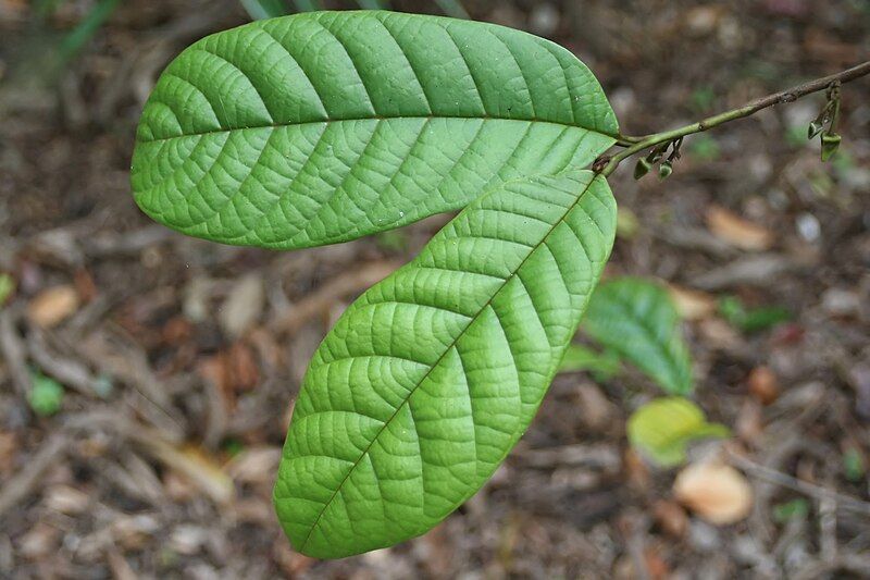 File:Annona quinduensis.jpg