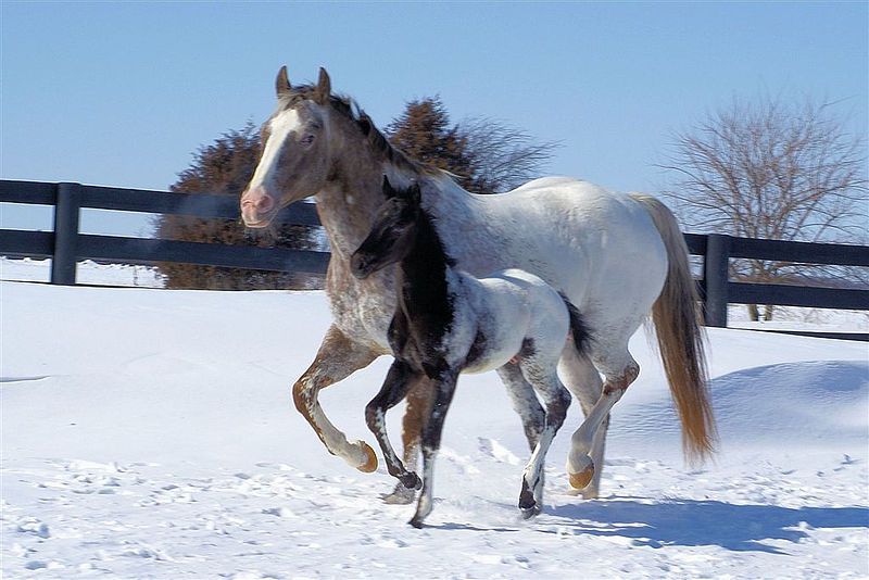 File:Appaloosasnowcapmareandfoal.jpg