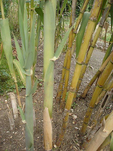 File:Arundo donax 3.jpg