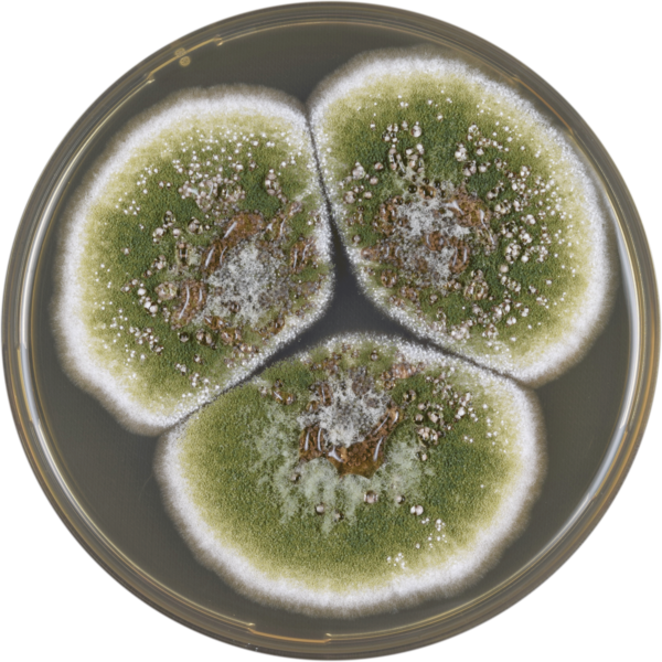 File:Aspergillus sergii meaox.png