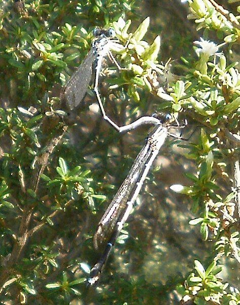 File:Austrolestes colensonis mating.JPG