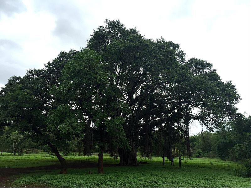 File:Banyan tree Ananthagiri.jpg