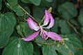 Bauhinia purpurea