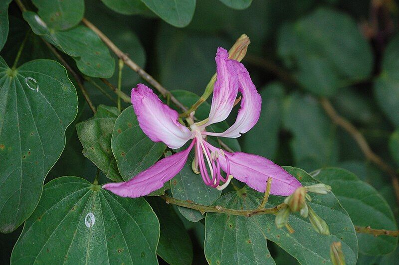 File:Bauhinia purpurea2.JPG