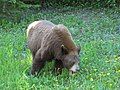 American black bear in Waterton Lakes National Park