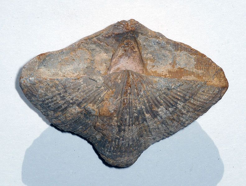 File:Brachiopod Neospirifer.jpg