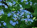 Siberian bugloss in Botanical Garden of Moscow State University