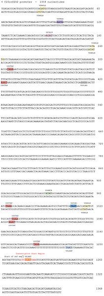 File:C20orf202 promoter.jpg