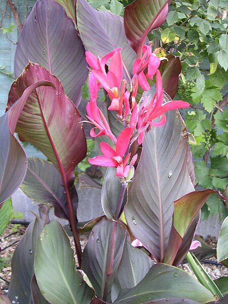 File:Canna Ferrandii 1630.JPG