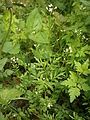 Cardamine flexuosa