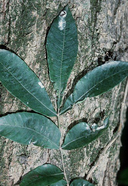 File:Carya aquatica USDA.jpg