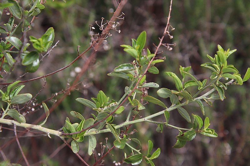 File:Ceanothus cyaneus 117395175.jpg