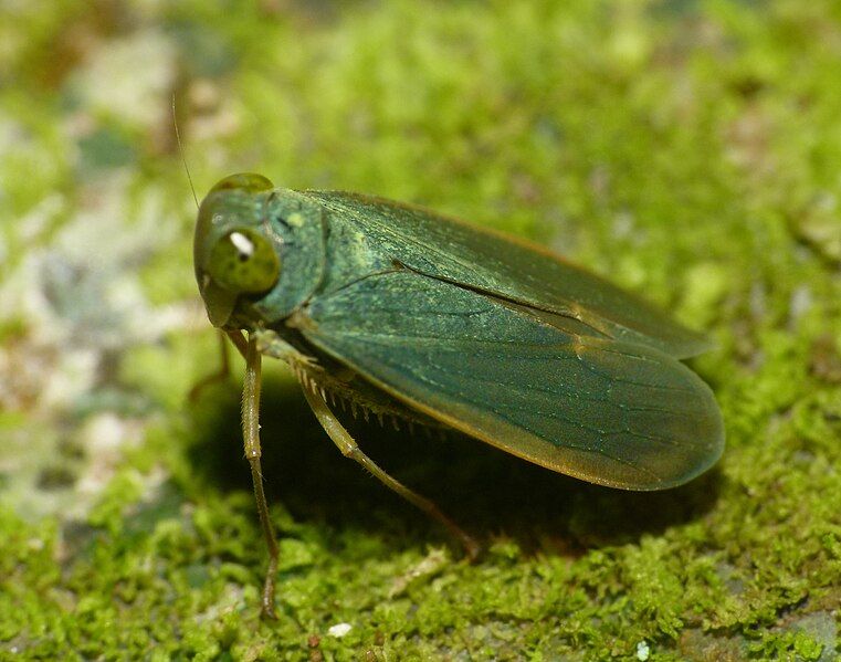 File:Cicadellid Wynaad.jpg