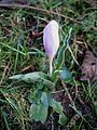 Colchicum hungaricum