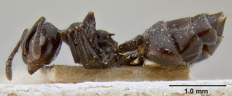 File:Crematogaster aberrans.jpg