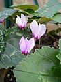 Cyclamen rohlfsianum (Myrsinaceae). Endemic species