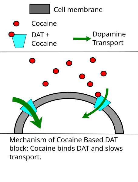 File:DAT1 regulation.svg