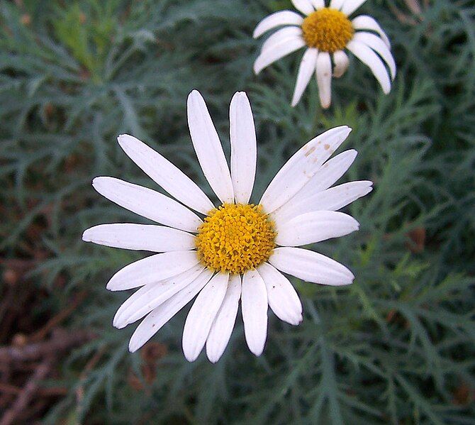 File:Daisy (Argyranthemum frutescens).jpg