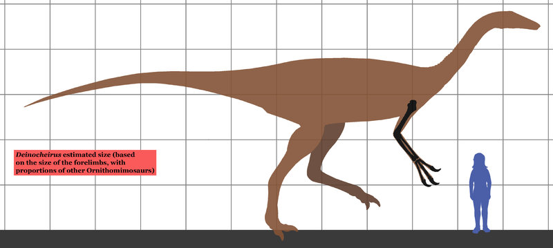 File:Deinocheirus SIZE.png