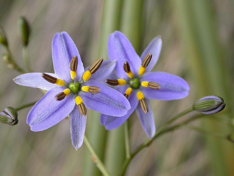 File:Dianella admixta (24904973561).jpg