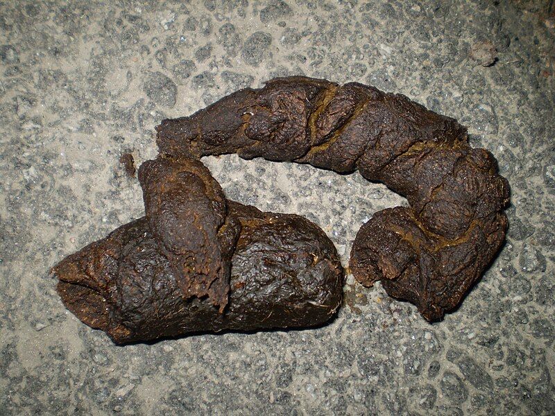 File:Dog feces.jpg