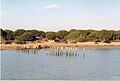 Stone pines in Doñana National Park, Spain