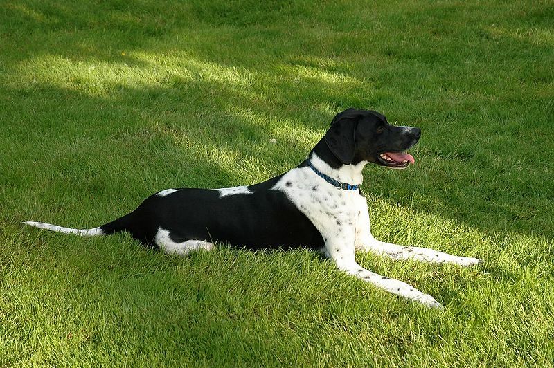 File:English Pointer.jpg