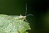 The European birch aphid (Euceraphis punctipennis) on a leaf