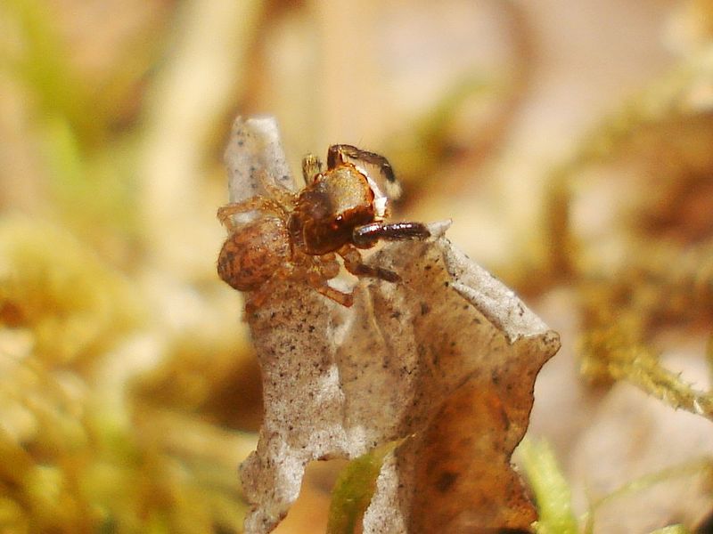 File:Euophrys frontalis 01.JPG