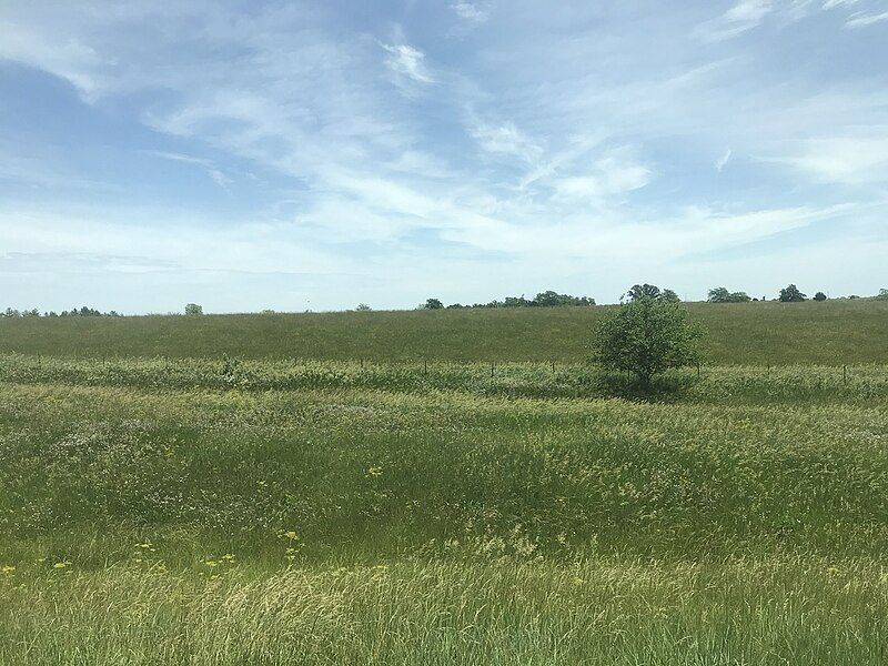 File:Field of Flowers.jpg