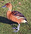 Fulvous Whistling-Duck, Dendrocygna bicolor