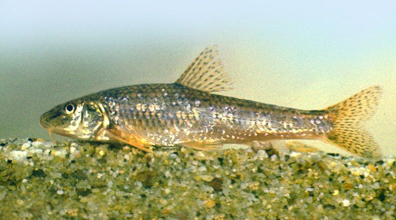 File:Gobio carpathicus.jpg