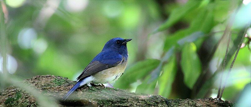 File:Hainan Blue Flycatcher.jpg