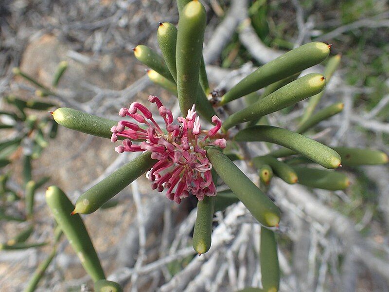 File:Hakea clavata (2).jpg