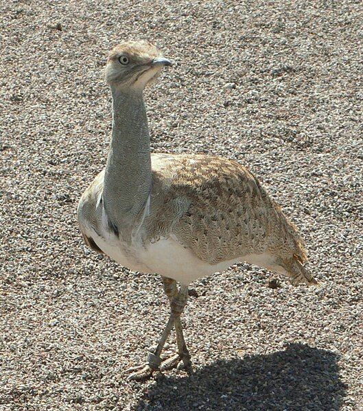 File:Houbara035.JPG