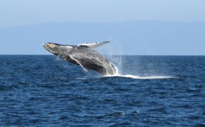 A humpback whale breaches in the sanctuary