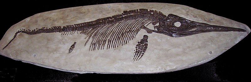 File:Ichthyosaurus sp 2.jpg