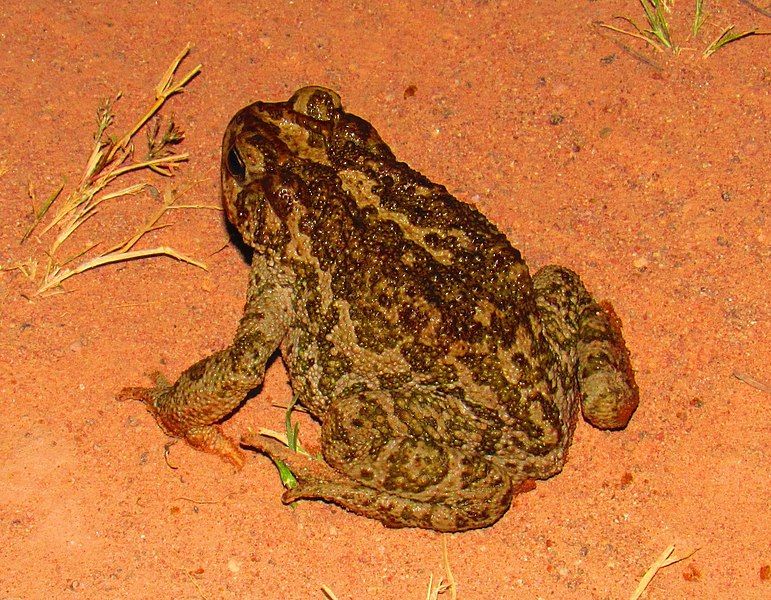 File:Incilius occidentalis.jpg