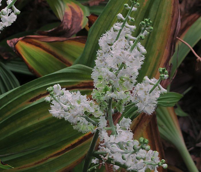 File:J20151015-0004—Veratrum fimbriatum—RPBG (22102272290).jpg