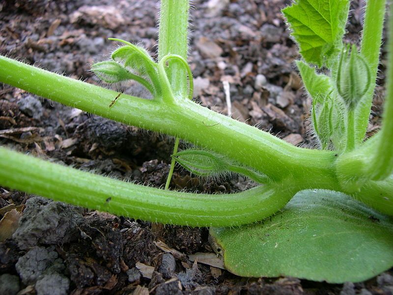 File:Kabocha KK 17July2005.JPG