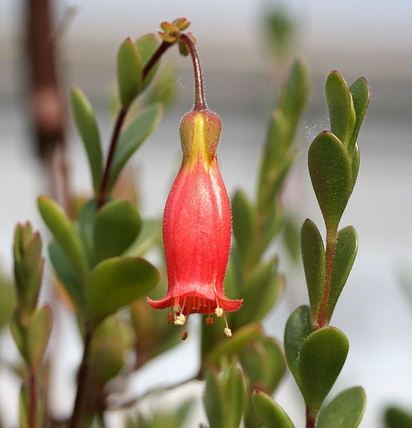 File:Kalanchoe manginii 02.jpg