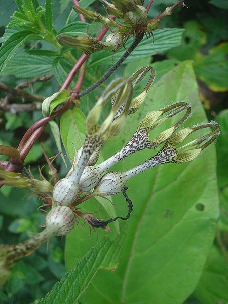 File:KandilKharchudi By VaibhavKaware.jpg