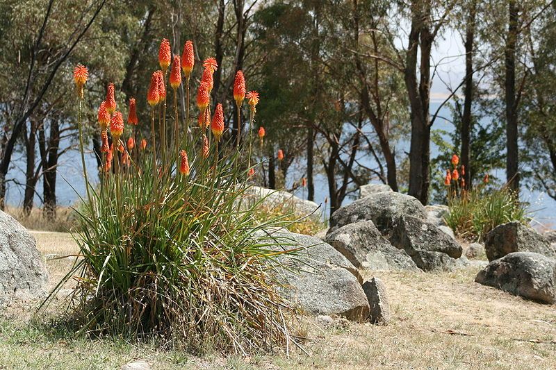 File:Kniphofia uvaria.jpg