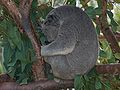 Koala01