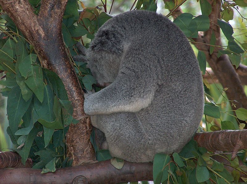 File:Koala01.jpeg